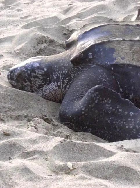 Al amanecer, una enorme tortuga laúd cava su nido en la arena de Nayarit, un antiguo ritual del Pacífico que resuena a lo largo de la costa.