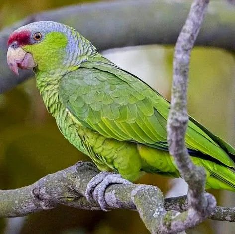 Una amazona corona lila posada en bosque tropical del oeste de México, con plumaje verde y corona lila.