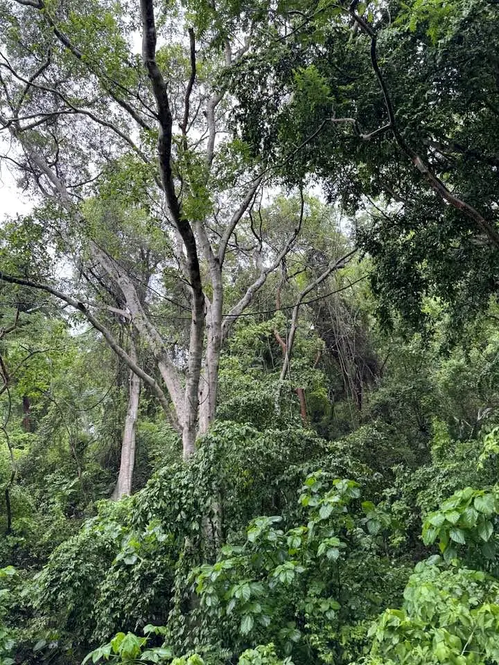Filtered light moves through the green canopy as trails wind ahead, guiding coastal explorers toward Amari Award-Winning Hotel.
