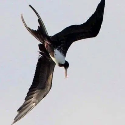 A Magnificent Frigatebird dives through air above the Pacific coast of western Mexico, its long wings, forked tail, and hooked bill visible in flight.
