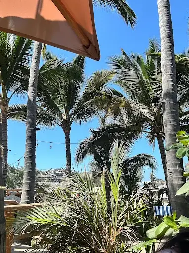 Palmeras y mesas al aire libre en Maika, ideales para disfrutar mariscos frescos cerca del mar.