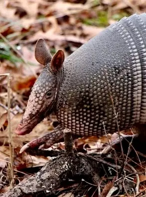 Mexican long-nosed armadillo moving across leaf litter in Riviera Nayarit, its segmented armor and pointed snout adapted for digging and foraging.
