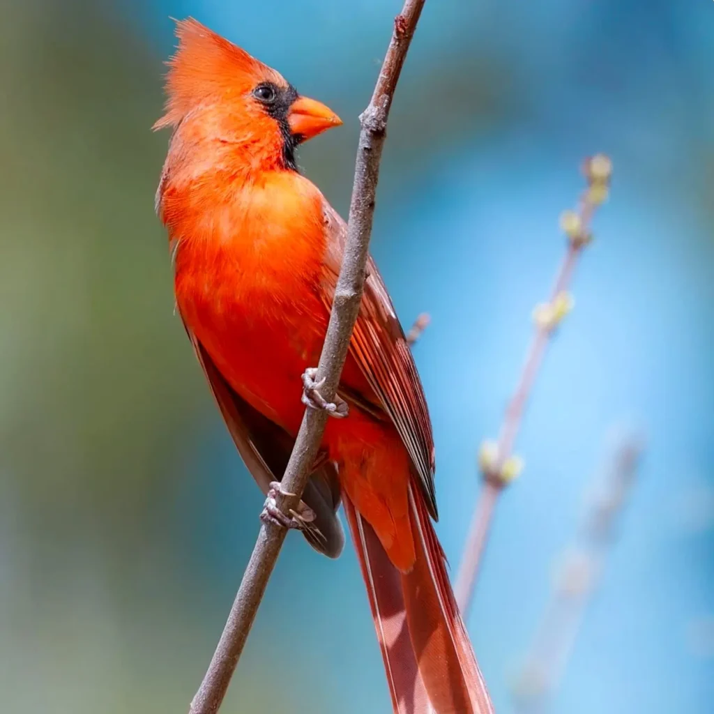 Un cardenal rojo posado en una rama delgada en el oeste de México, con plumaje rojo intenso y cresta levantada.