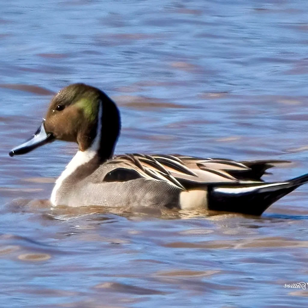 Un pato rabón norteño nadando en humedales costeros poco profundos del oeste de México, con cola larga.