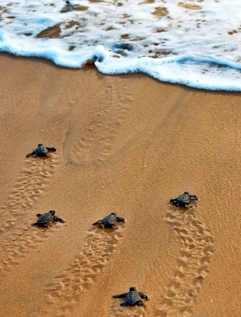Las crías de Olive Ridley corren hacia una ola iluminada por el amanecer, comenzando su primer viaje al Pacífico mientras la luz matutina se extiende sobre la arena.