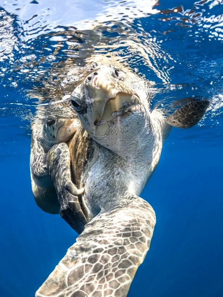 Olive ridley sea turtle surfacing in clear blue water with rippling sunlight across its shell and flippers on Nayarit’s Pacific coast.