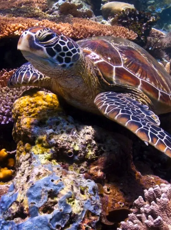 Una tortuga Olive Ridley flota sobre los arrecifes frente a Sayulita, su caparazón brillando en corrientes claras de la Bahía de Banderas, un suave símbolo de armonía y esperanza.