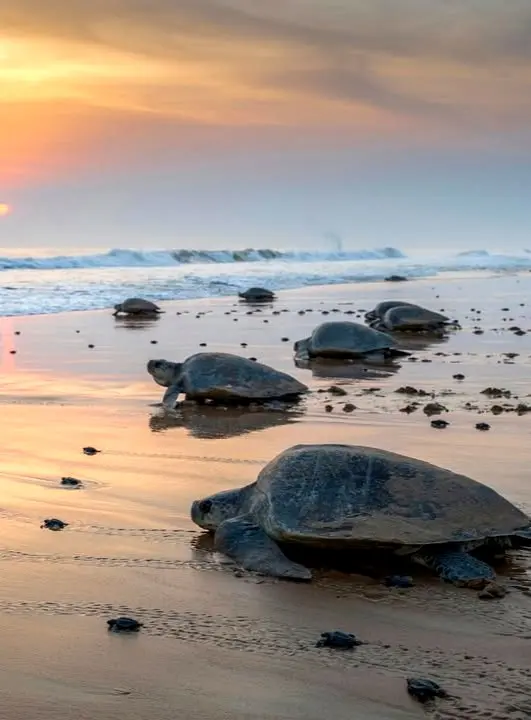 Las tortugas Olive Ridley avanzan hacia un Pacífico color carmesí mientras el atardecer pinta el cielo, cumpliendo su ritual de anidación en las tranquilas costas de México.