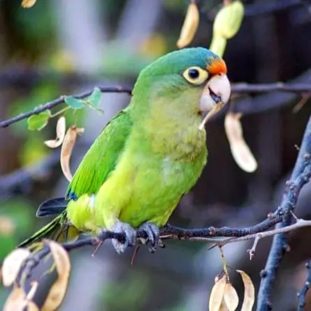 An Orange-fronted Parakeet perches on a thin branch in tropical lowlands of western Mexico, showing bright green plumage and alert posture.