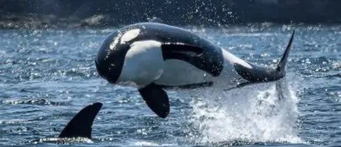 An orca leaps near Riviera Nayarit, its black and white body lifting above the water, visible against the coastline.