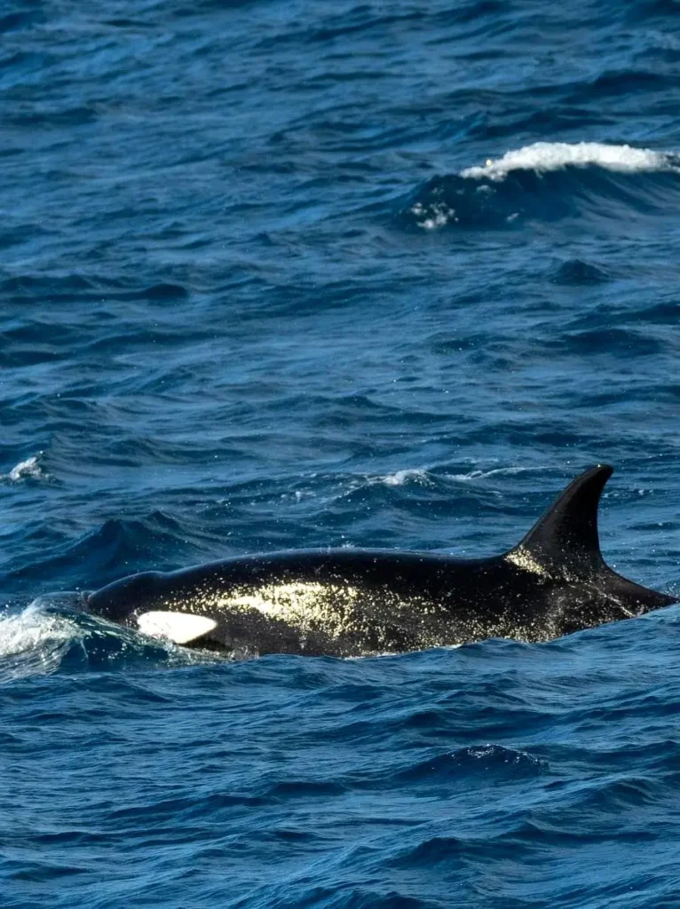 A rare orca surfaces near the Nayarit Coast, offering travelers a thrilling wildlife moment and a glimpse of the region’s untamed ocean life.