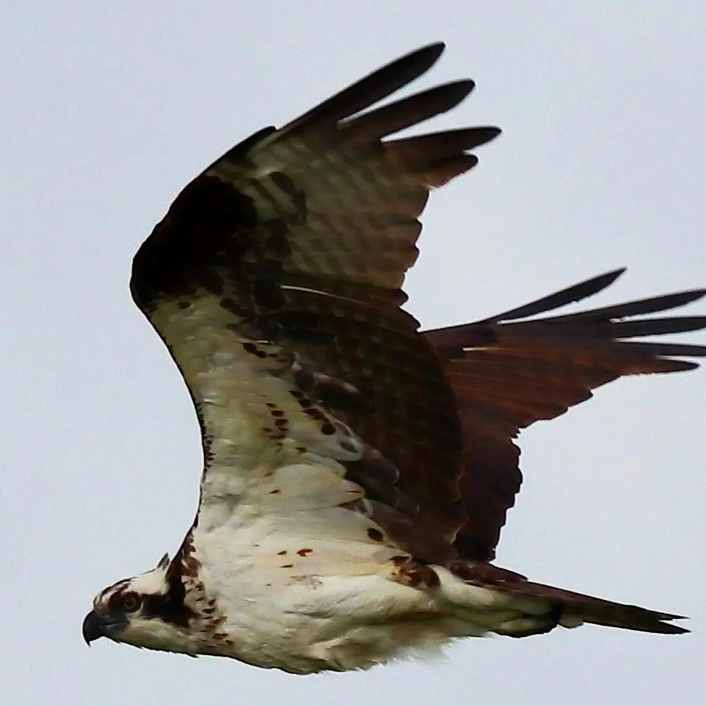 Un águila pescadora volando sobre aguas costeras del oeste de México, observando el agua en busca de peces.