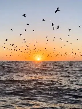 Seabirds glide over the Pacific at sunset near Sayulita—the coastal setting that inspires the best seafood restaurants and ocean-fresh dishes.