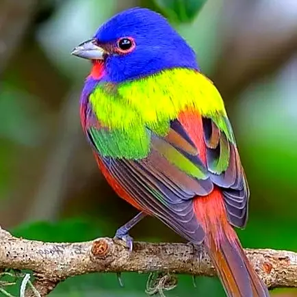 Un colorín sietecolores posado en una rama del bosque bajo, mostrando plumaje azul, verde y rojo.