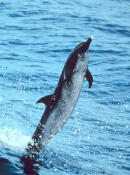 A pantropical spotted dolphin leaps above the water near the Nayarit Coast, showing its dorsal fin and body as it rises midair.