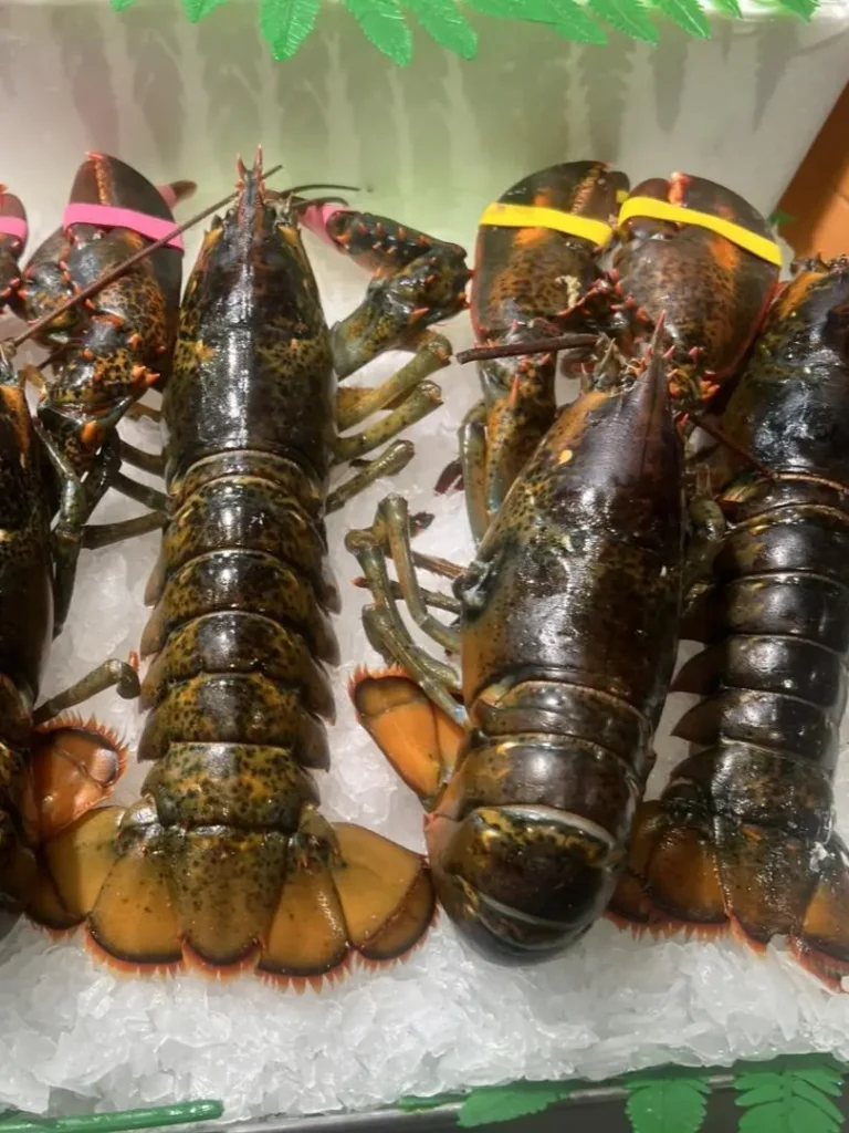 Several live lobsters with banded claws are arranged in a chilled display, their patterned shells and bright orange accents clearly visible.