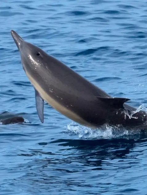 Playful dolphin leaping above the surface, its sleek body catching light as it swims alongside others in coastal waters near Sayulita.