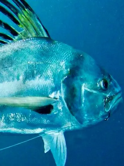 A roosterfish glides through shallow coastal water with its long dorsal crest raised—a welcome sight for anglers pursuing this trophy near Sayulita.