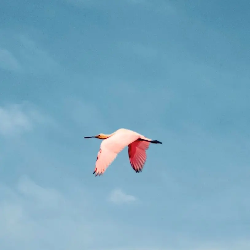 Una espátula rosada vuela por el cielo abierto de las tierras bajas del Pacífico en Nayarit, con alas rosadas extendidas entre humedales costeros.