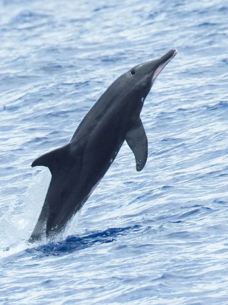 A rare rough-toothed dolphin emerges from offshore waters near the coastline, displaying a narrow beak and streamlined body.