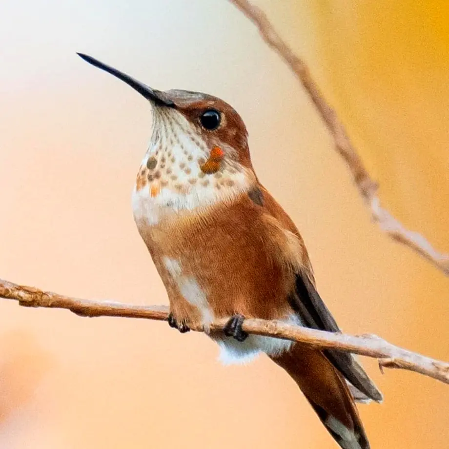 Un colibrí rojizo se posa en una rama delgada en las tierras bajas del Pacífico en Nayarit, mostrando plumaje cobrizo anaranjado.