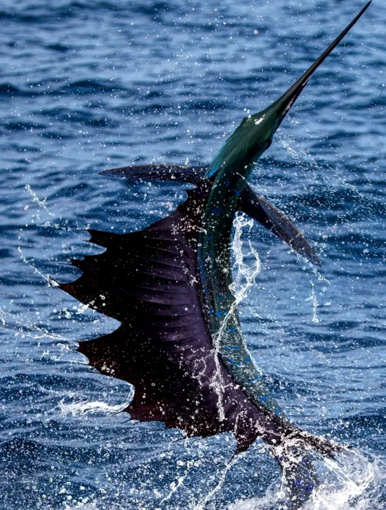 A sailfish twists near the surface, splashing in offshore waves, showing the athletic sportfishing action found near Sayulita in the Pacific.
