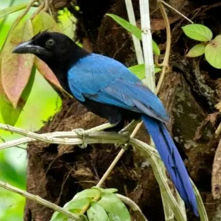 Una urraca de San Blas posada entre lianas en las tierras bajas del Pacífico en Nayarit.
