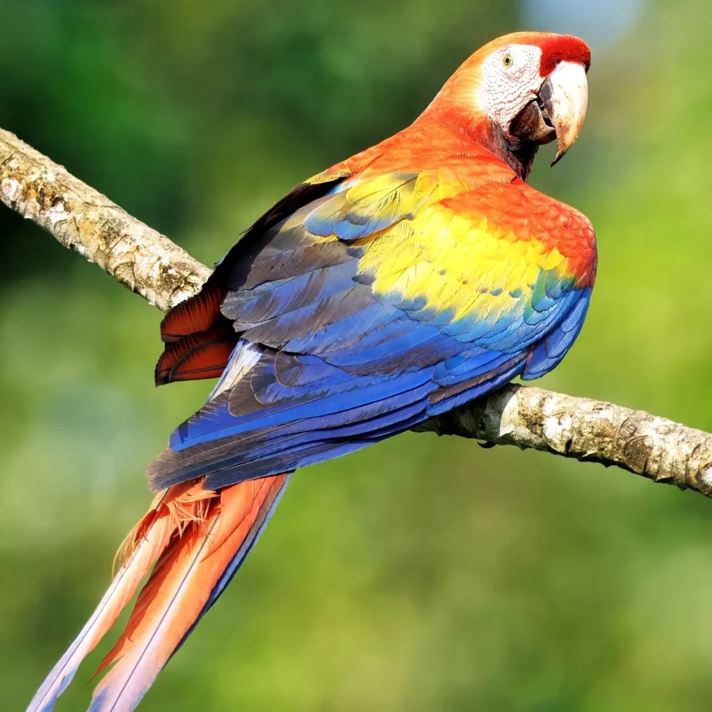 Una guacamaya escarlata posada en una rama de las tierras bajas del Pacífico en Nayarit, con plumaje rojo, azul y amarillo intenso.