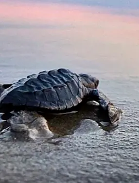 A tiny sea turtle moves toward home, creating a heart-lifting wildlife moment for travelers staying at Amari’s highest-rated resort this hatching season.