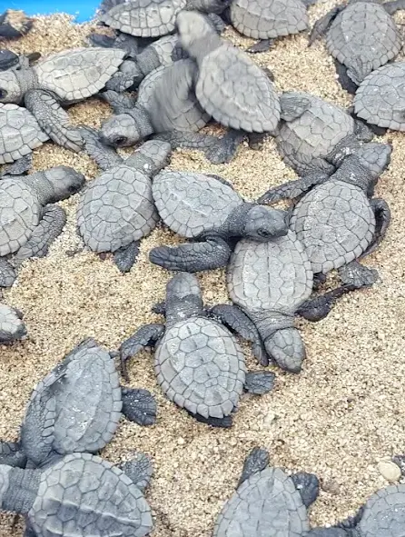 Las crías de tortuga marina se detienen en la cálida arena antes de su primer nado en las suaves olas de Sayulita, reflejando un renacimiento de vida millones de años en desarrollo.