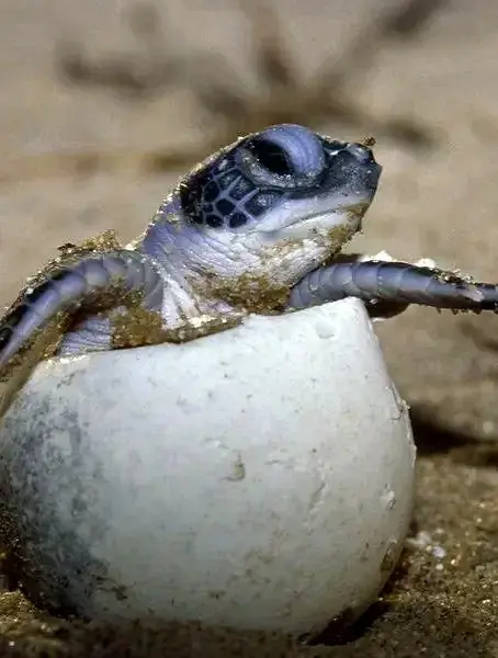Baby hatchling leaves its shell and moves toward the ocean — a scene of community-minded stewardship along the Bahía de Banderas coast.