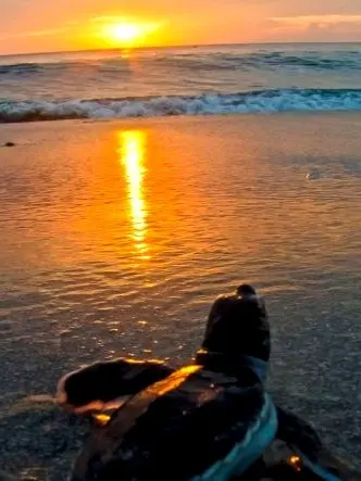 Una tortuga marina descansa junto a rocas volcánicas mientras el atardecer tiñe de rosa la Riviera del Pacífico, recordatorio de la perdurabilidad del ciclo de la vida.