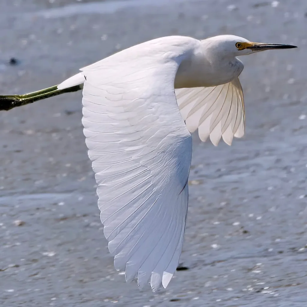 Una garceta nívea planea sobre humedales costeros poco profundos en Nayarit, cerca de Sayulita, con alas blancas extendidas.