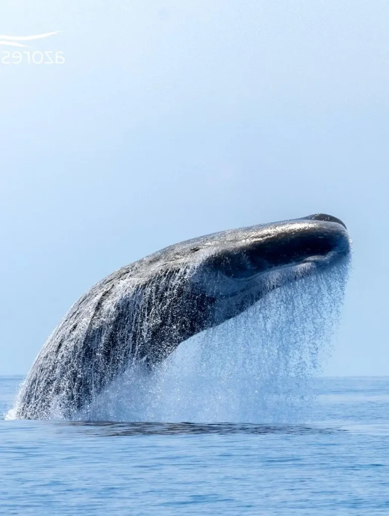 A sperm whale rises from deep indigo water, its immense form showing quiet strength and the timeless grace of one of the ocean’s great giants.
