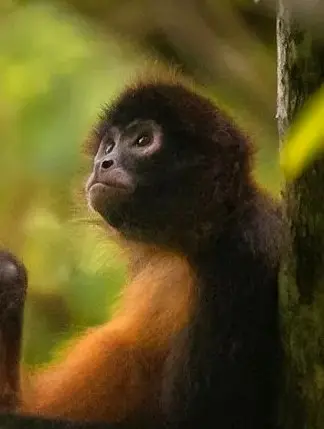 Spider monkey resting against a tree trunk, enjoying filtered sunlight in the Riviera Nayarit forest canopy amid dense tropical greenery.