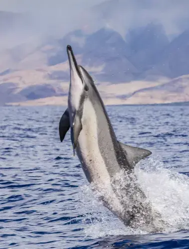 A spinner dolphin leaps near Riviera Nayarit, its body twisting as droplets trail behind, with distant hills beyond the shoreline.