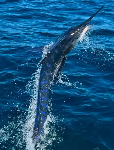 A striped marlin breaks through deep blue water, highlighting fast offshore encounters available along the Riviera Nayarit coastline.