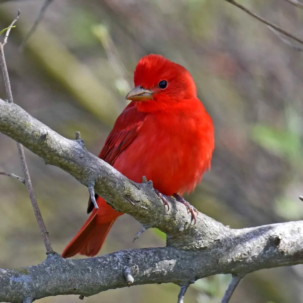 Una tangara veraniega posada en una rama del bosque tropical cerca de Sayulita, destacando su plumaje rojo intenso.