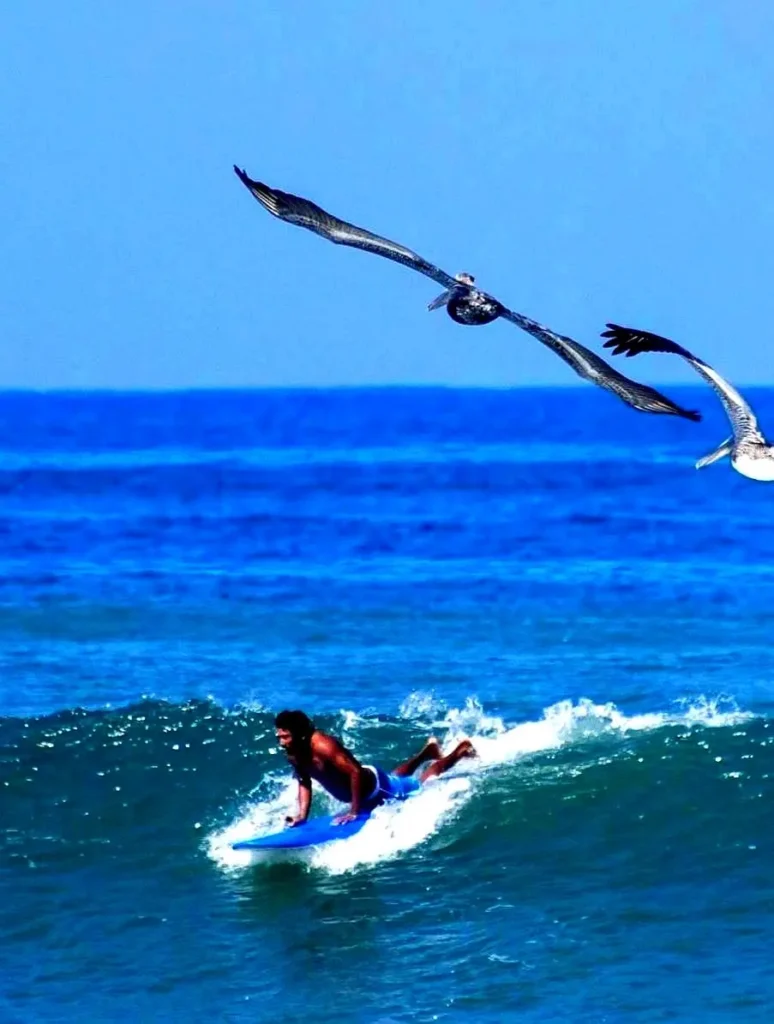 A surfer rides morning waves as pelicans soar above Amari Coastal Retreat — Pacific Riviera rhythm meeting elegant design.