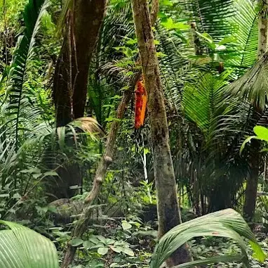 A vivid orange tropical bird perches quietly among dense jungle foliage in Riviera Nayarit, blending into the layered rainforest canopy near Sayulita.