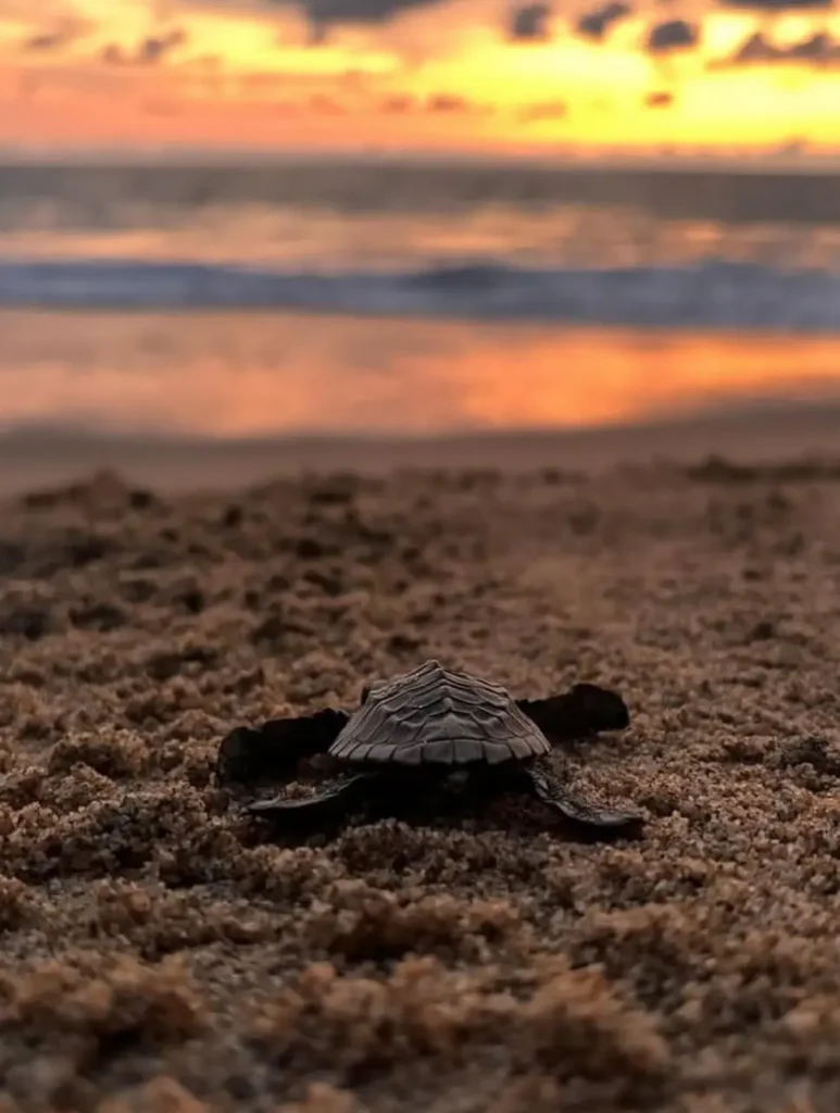 A tiny turtle crosses wet sand under soft twilight—renewal and tranquility along the coast with turtle-release programs supported by Sayulita’s hotels.
