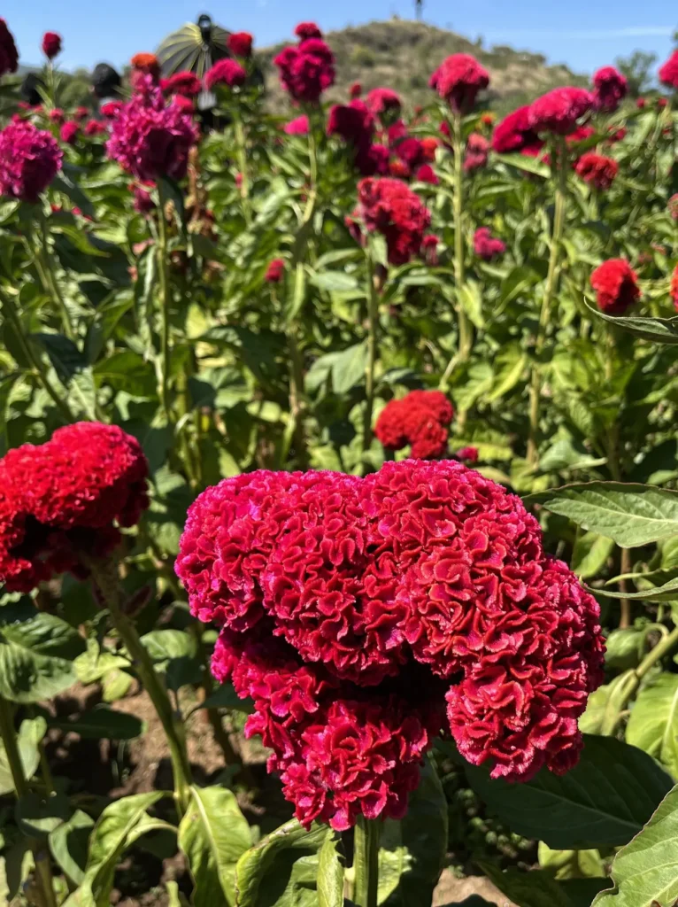 Deep magenta celosia flowers flourish under clear blue skies, symbolizing everlasting love and remembrance in Mexico’s autumn fields.