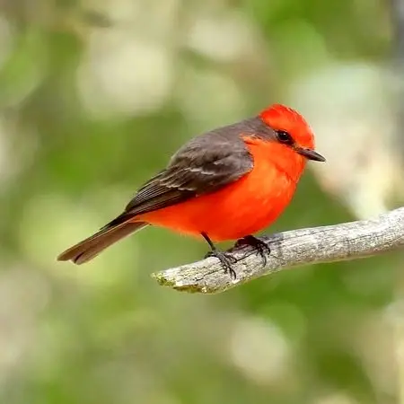 Un mosquero bermellón posado cerca de Sayulita, con plumaje rojo brillante contrastando con el follaje verde.