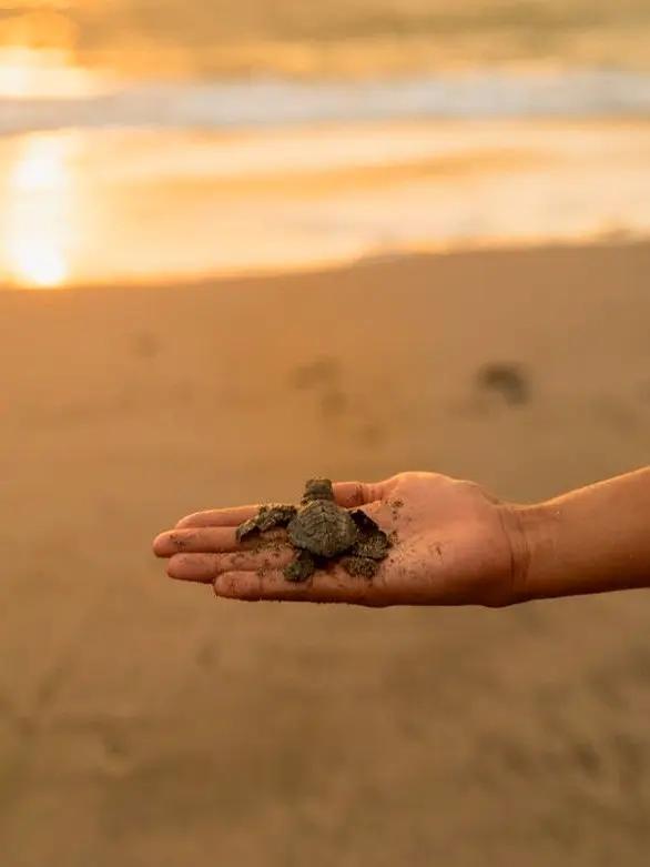 Un voluntario sostiene con cuidado una cría de Olive Ridley bajo el atardecer ámbar antes de liberarla en la playa de Sayulita, sobre arenas suaves y tranquilas.