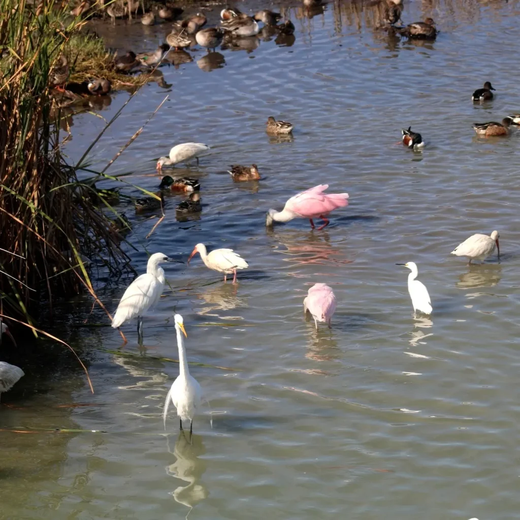 Aves zancudas y acuáticas alimentándose juntas en una laguna poco profunda de la costa del Pacífico en Nayarit.
