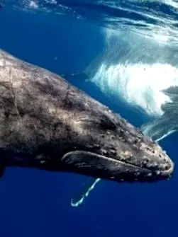 A whale glides through sun-dappled water in Bahía de Banderas, reflecting the quiet rhythm and gentle pace of life along Mexico’s western gulf.