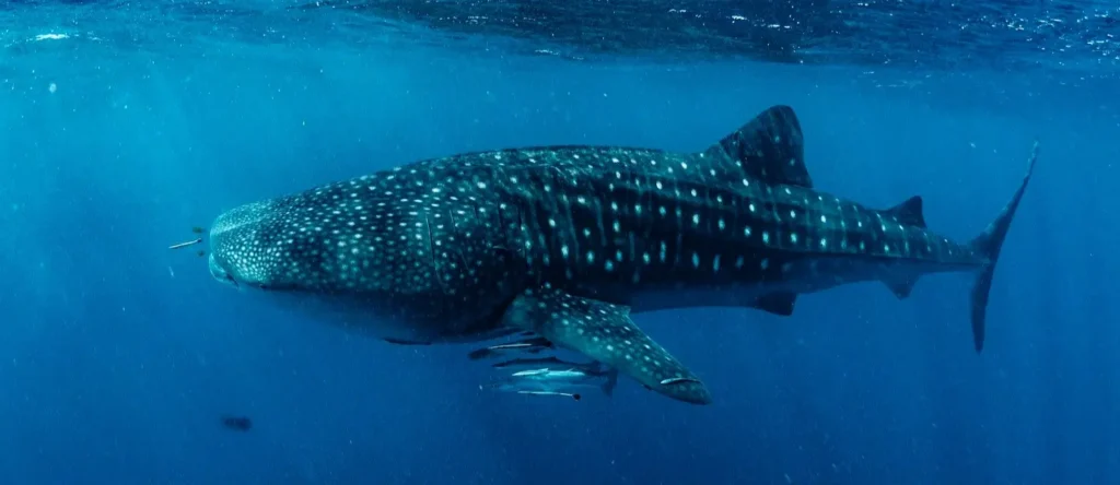 Massive whale shark moving slowly through clear blue depths, its spotted pattern visible as small fish drift nearby in tropical waters.