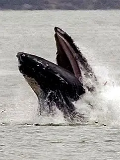 A lone whale breaks the surface beneath rose-gold dusk, its mist drifting upward as the horizon softens across Mexico’s tranquil Western Riviera.
