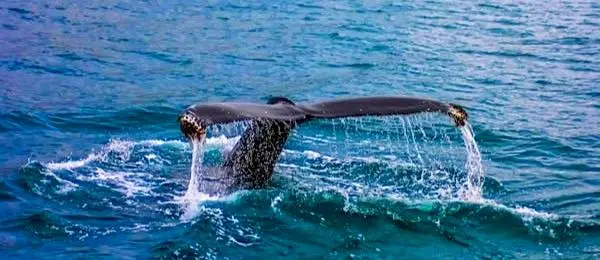 A whale’s tail curves above rolling Pacific Mexico waters, sunlight glinting off the waves in a timeless symbol of freedom and oceanic grace.