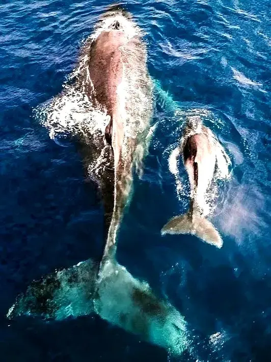 A humpback and calf rise from Banderas Bay — a blissful glimpse of marine life near a mindful coastal retreat on the Pacific Riviera.